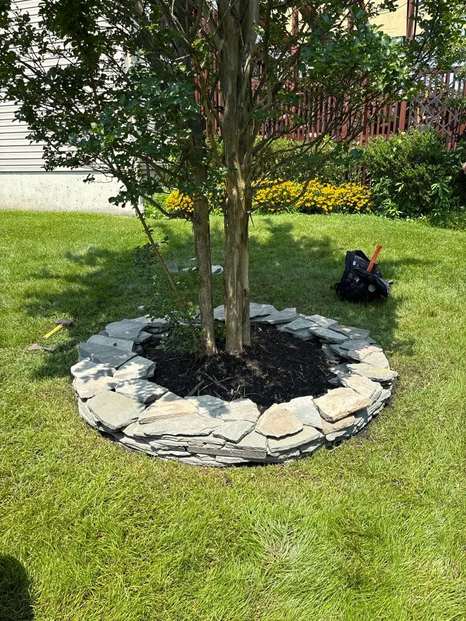 Stone tree ring with fresh mulch around a young tree